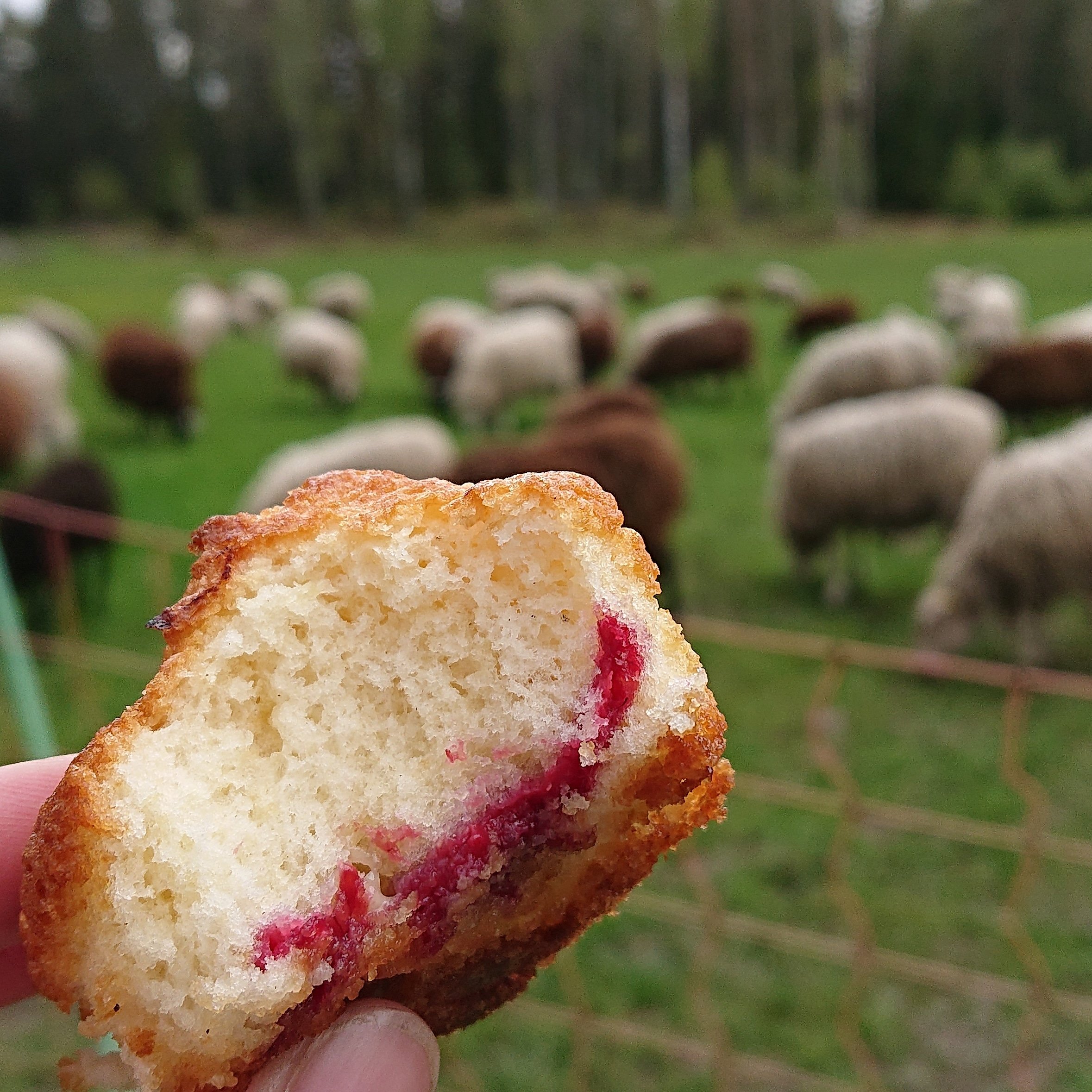 Glutenfria muffins med hallon och vit choklad